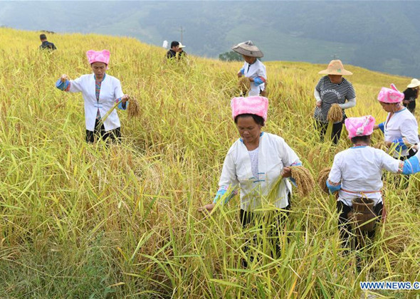 Farmers Harvest Rice in Sout